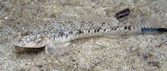 Favonigobius lentiginosus