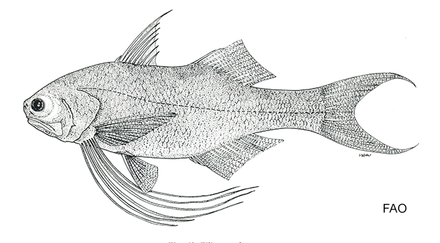 Filimanus hexanema