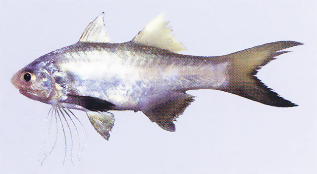 Filimanus similis