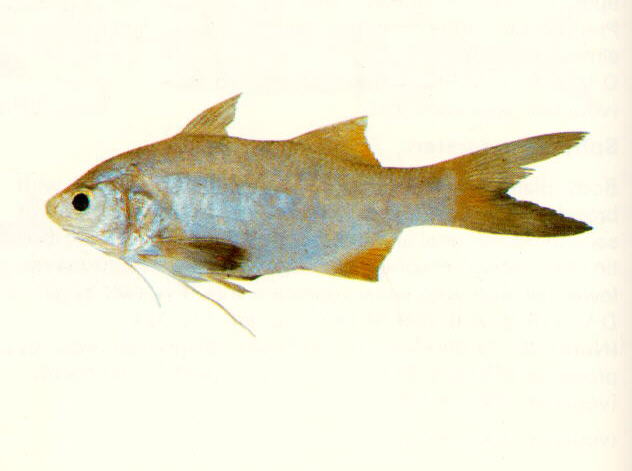 Filimanus xanthonema