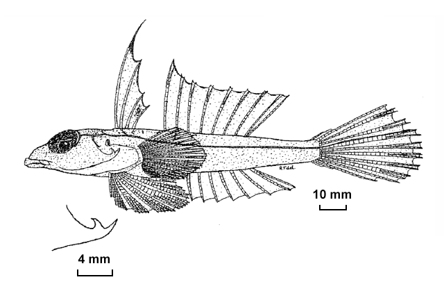 Foetorepus paxtoni