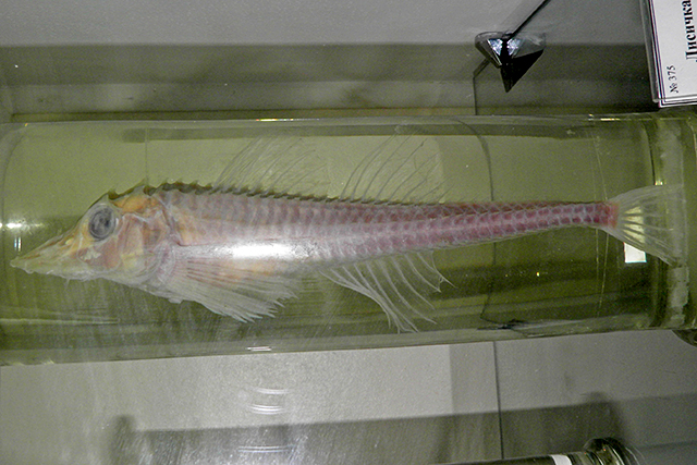 Freemanichthys thompsoni