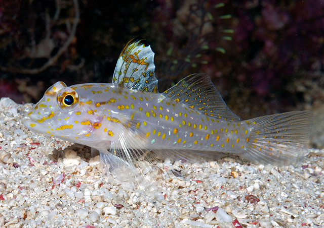 Fusigobius aureus