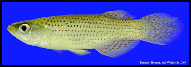 Fundulus blairae