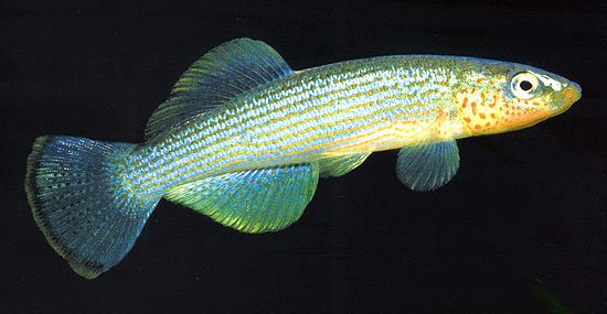 Fundulus catenatus