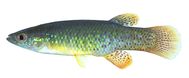 Fundulus chrysotus