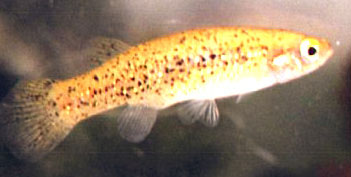 Fundulus chrysotus