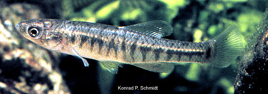 Fundulus diaphanus