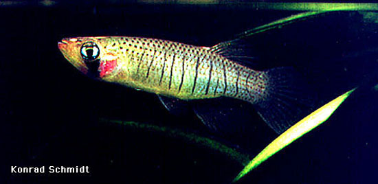 Fundulus dispar