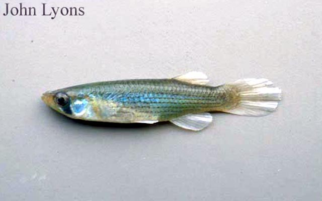 Fundulus dispar