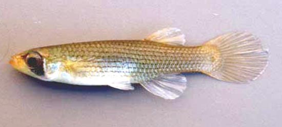 Fundulus dispar