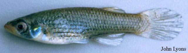 Fundulus dispar