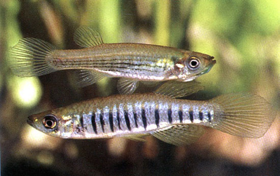 Fundulus lineolatus