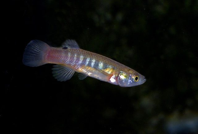 Fundulus luciae