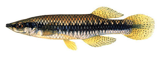 Fundulus notatus