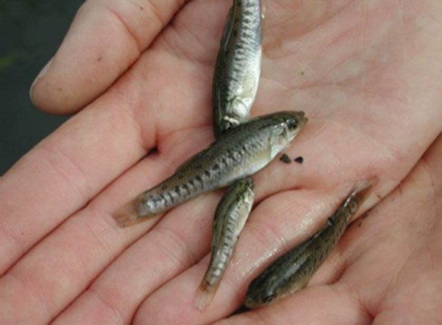 Fundulus parvipinnis