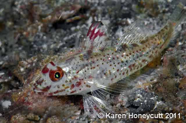 Fusigobius signipinnis