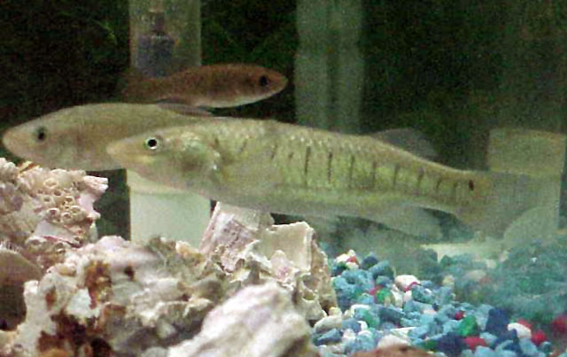 Fundulus similis