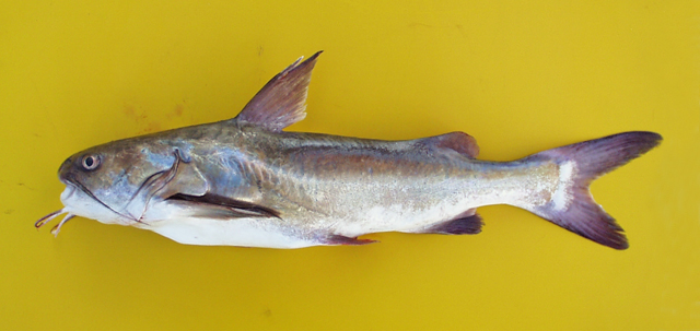 Galeichthys feliceps