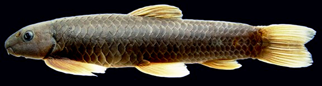 Garra manipurensis