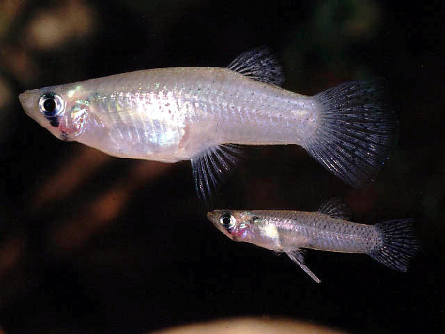 Gambusia sexradiata