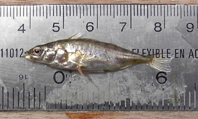 Gasterosteus wheatlandi