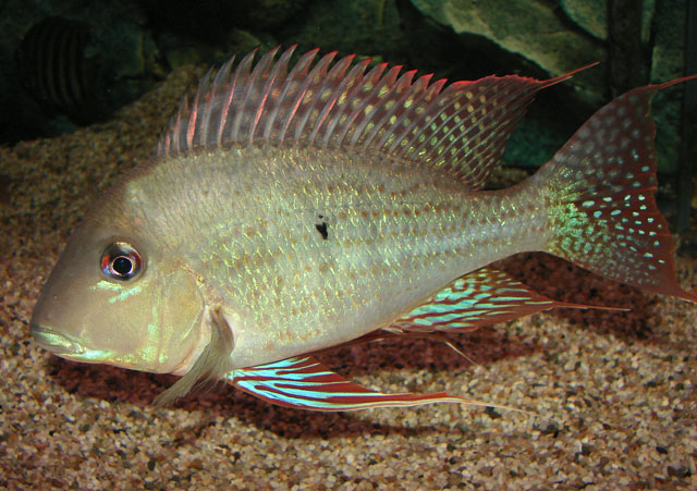 Geophagus altifrons