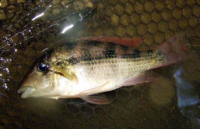 Geophagus crassilabris