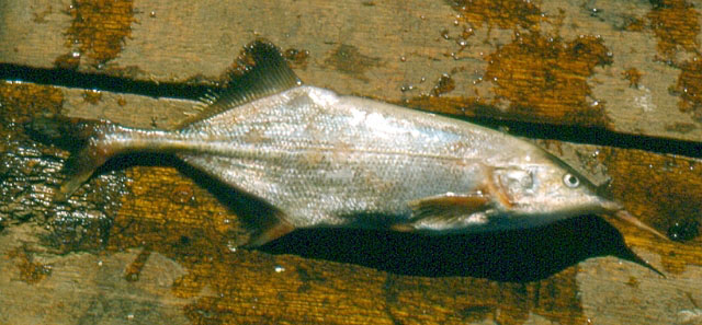 Genyomyrus donnyi