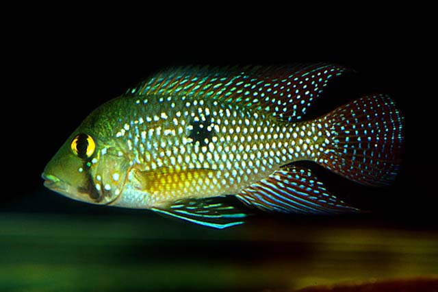 Geophagus iporangensis