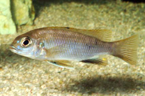 Gephyrochromis lawsi