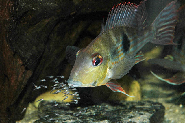 Geophagus megasema