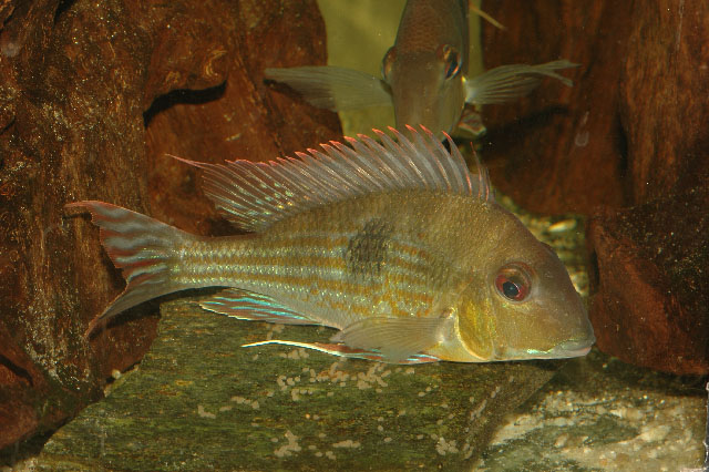 Geophagus megasema