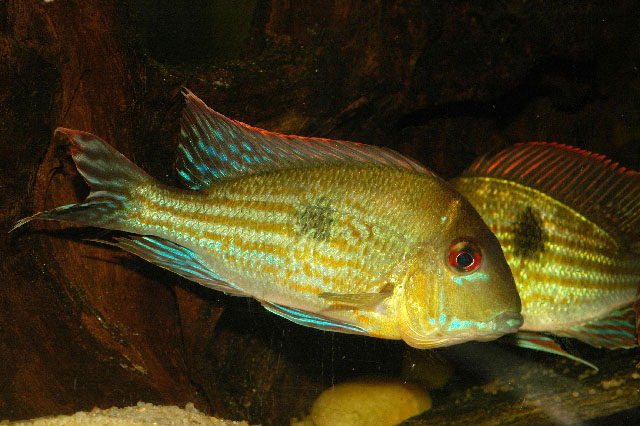 Geophagus megasema