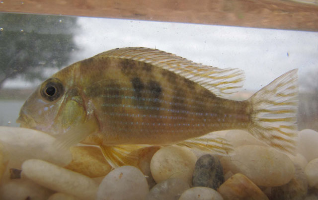 Geophagus parnaibae