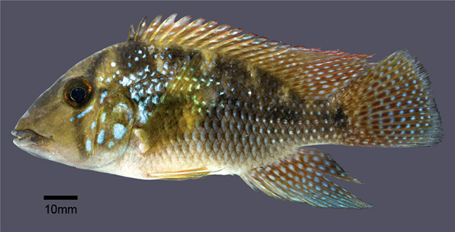 Geophagus rufomarginatus