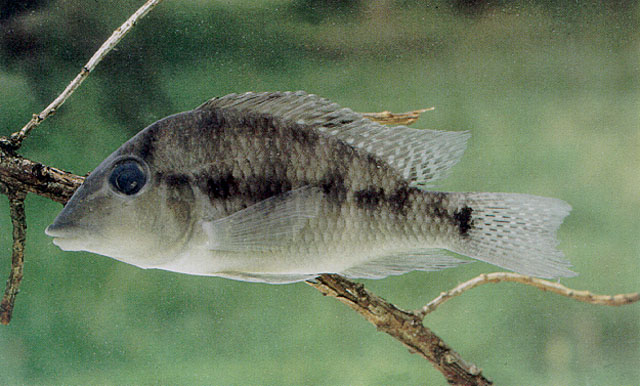 Geophagus steindachneri