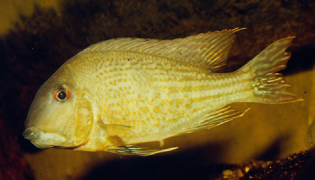 Geophagus surinamensis