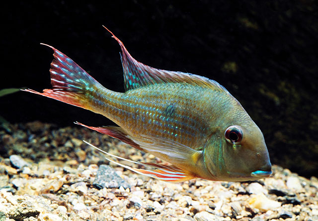 Geophagus surinamensis