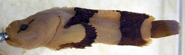 Gilbertidia dolganovi