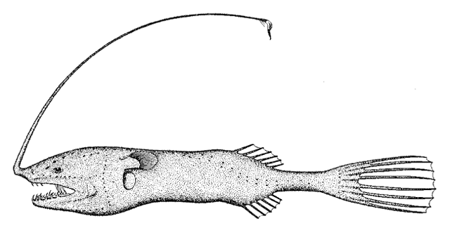 Gigantactis gracilicauda