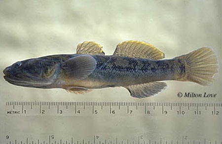 Gillichthys mirabilis