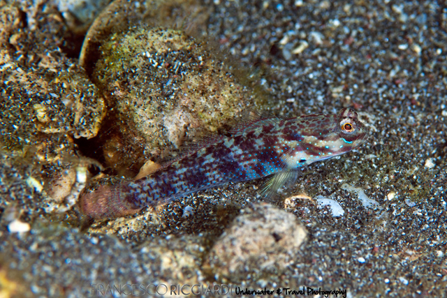 Gladiogobius brevispinis