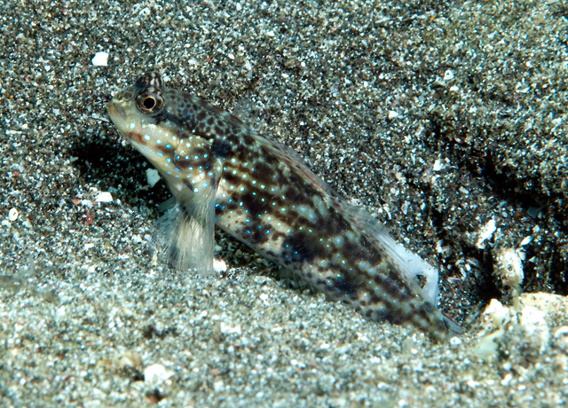 Gladiogobius ensifer