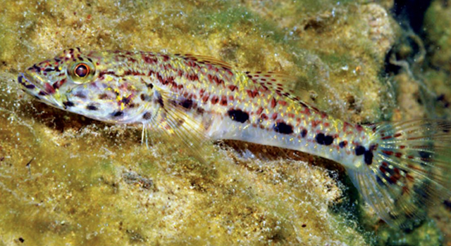 Glossogobius illimis