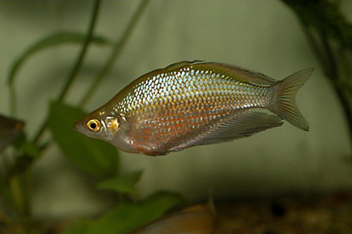 Glossolepis multisquamata