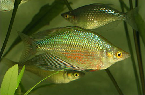 Glossolepis multisquamata