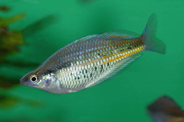 Glossolepis ramuensis