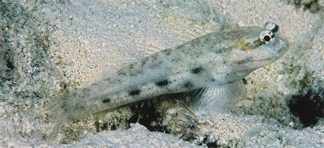 Gladiogobius rex