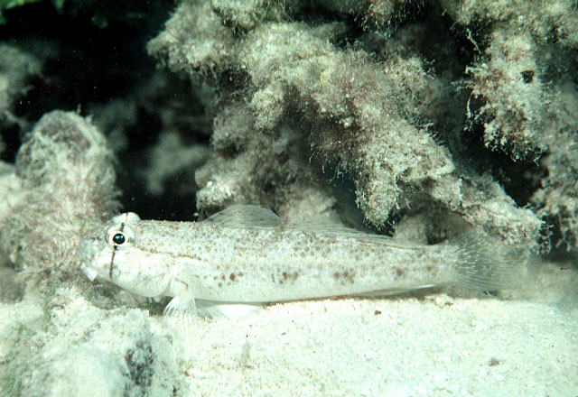 Gnatholepis anjerensis